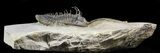 Trident Walliserops Trilobite - Fine Specimen #56558-2